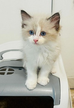 I loro 6 cucciolotti di cui 1  blu mitted femmina, 1 blu mitted maschio, 2 seal bicolour maschio,1 seal colourpint maschio verranno ceduti per fine agosto