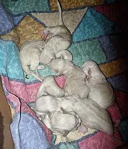 Cuccioli nati il 14 aprile 😻🎉🎊