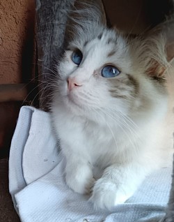 Odalys Sole madre