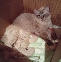Rebecca con i suoi 7 cuccioli