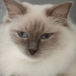 MORGANA