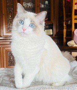 TERESA