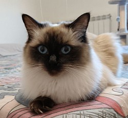 Roberta