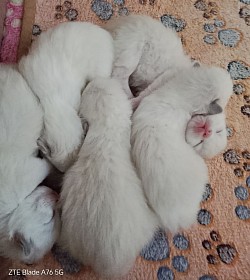 Cuccioli nati 7 aprile